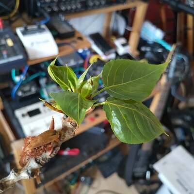 nickyOehrchen's avatar