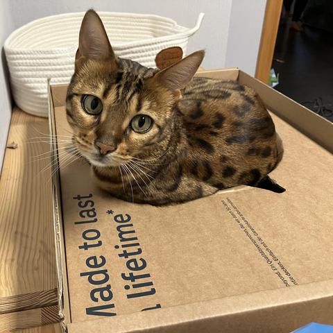 T’Pau the Bengal cat sitting in a brown packaging box made of cardboard that happens to have a round recess that fits her quite well. She’s looking towards the camera, in front of her the cardboard box has text saying “made to last a lifetime”.